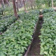 small_philippines-nursery-rows_1