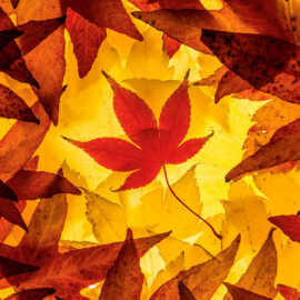 Autumn Leaves: Getting Ready for Winter, Occasional Paper on Property Management